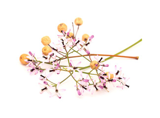 Melia azedarach, chinaberry tree pale lilac flowers isolated on white background 
