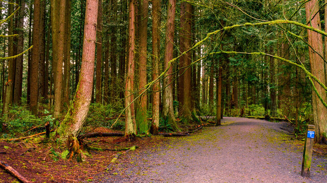 Urban forest trail at Mundy Park, Coquitlam, BC, during early Spring, highlighting lichen-covered trees and branches.