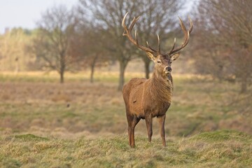 Red Deer with large antlers