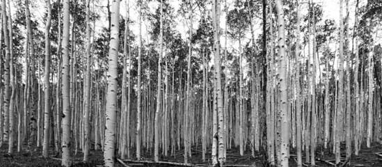 Thick forest of tall trees in black and white panoramic landscape background