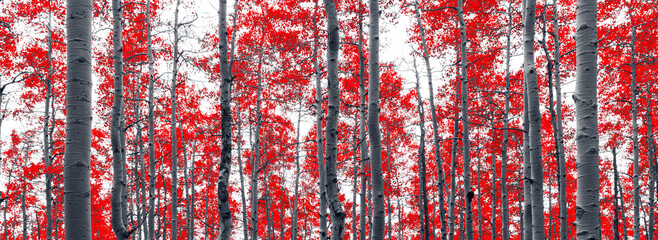 Panoramic fall landscape of an aspen forest with red leaves against black and white trees in Colorado