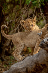 Lion cubs sitting on a fallen tree.