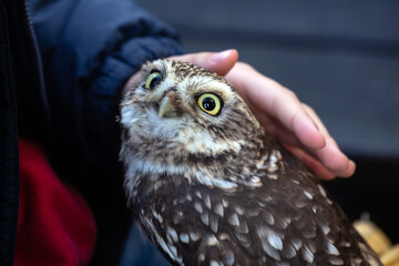 A child is petting an owl