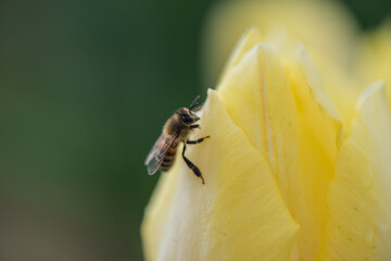 Close up bee on yellow spring tulip