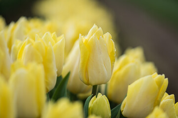 Obraz premium Selectively focused soft blooming yellow spring tulips