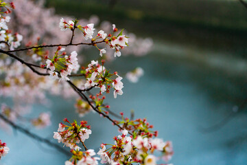 SPRING, Cherry Blossoms