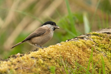Marsh tit (Poecile palustris) feeding on seed on a log. 