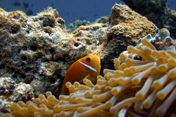 Naklejka na ściany i meble Maldivian Anemonefish - Amphiprion Nigripes in its Magnificent Sea Anemone Blue version - Heteractis Magnifica Close up