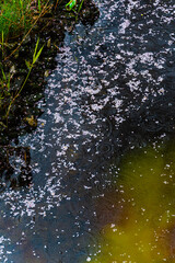 SPRING, Cherry Blossoms