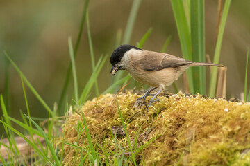 Marsh tit (Poecile palustris) perches on a log and feeds on seed.