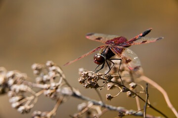 A ruby meadowhawk dragonfly perched along the shoreline of a lake in a provincial park.