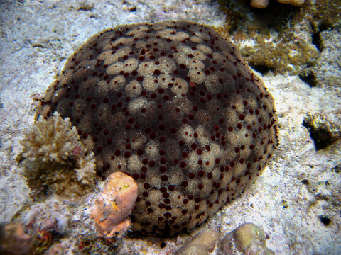 Culcita - Spiny Cuscion Star - Cuscion Star - Starfish