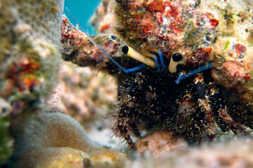 Paguroidea - Hermit crab