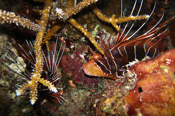 Lionfish - Clearfin Lionfish - Pterois radiata