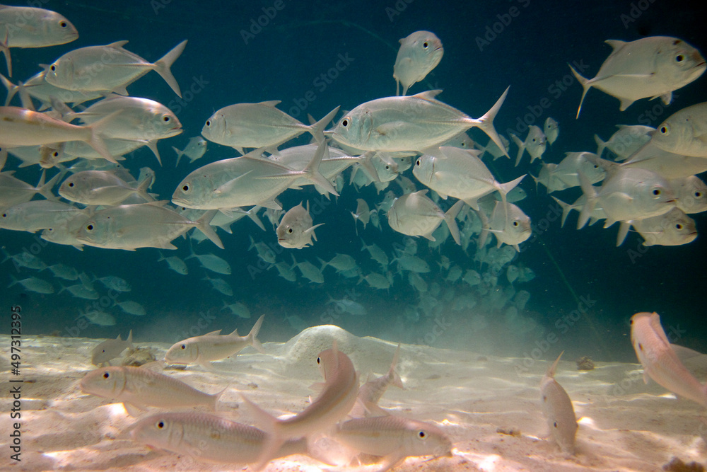 Wall mural school of fish - snub-nose pompano - trachinotus blochii