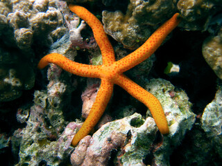 Sea star Linckia Laevigata and around it some Tall urn ascidians - Didemnum molle