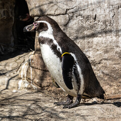 Fototapeta premium Humboldt Penguin, Spheniscus humboldti in a park