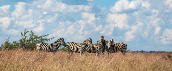 Tuinposter Een kudde zebra& 39 s, gefotografeerd in Zuid-Afrika. © Jurie