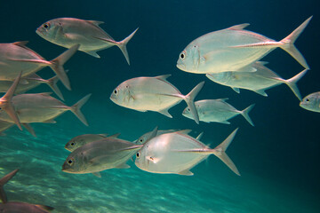 School of fish - Snub-nose pompano - Trachinotus blochii