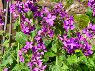 Fototapeta premium Spring flowers in an English park