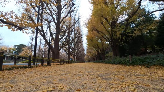 秋の神宮銀杏並木