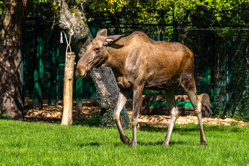 European Moose, Alces alces, also known as the elk