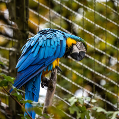 The Blue-and-yellow Macaw, Ara ararauna is a large South American parrot