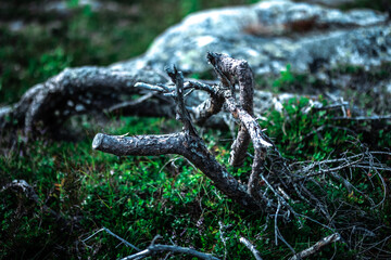 Old brach in cold swedish forest