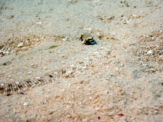 Leopard Flounder - Bothus Pantherinus on sand bottom of Maldivian lagoon