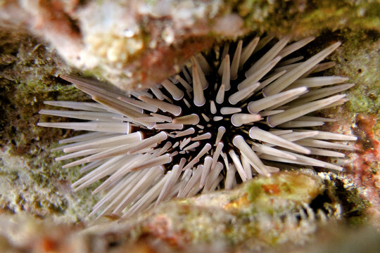 Echinometra Mathaei - Burrowing urchin - Sea Urchin