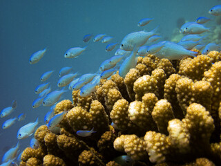 Tropical fishes of the genus Damselfishes ( Pomacentridae ) hiding in a acropora coral close up