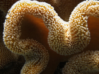 Leather coral - soft coral close up in Maldives