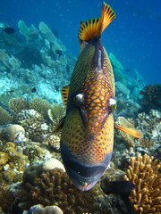 Titan Trigerfish - Balistoides Viridescens  in Maldives.
