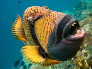 Titan Trigerfish - Balistoides Viridescens  portrait looking at camera on coral reef of Maldives