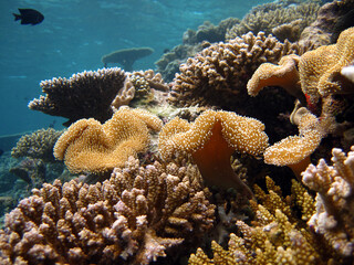 Seaview underwater with soft corals and stony corals environment in Maldives