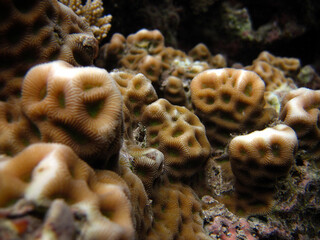 Naklejka na ściany i meble Favites halicora - Hard coral