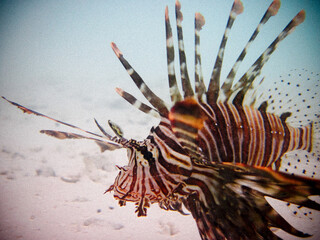 Red Lionfish
