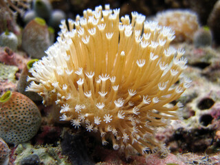 Naklejka na ściany i meble Sarcophyton sp. - Soft coral - Leather coral in Maldives