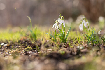 Schneeglöckchen