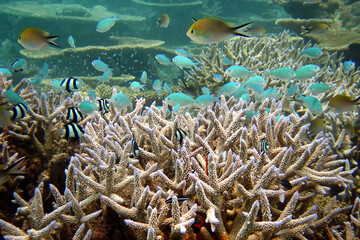 Fototapeta na wymiar Underwater scenic in Maldives - Dascyllus Aruanus - Chromis atripectoralis - Chromis ternatensis - Acropora nasuta