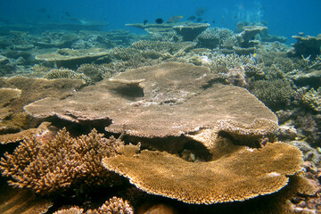 Acropora latistella and other Acropora sp corals underwater sea view of coral reef of Maldives