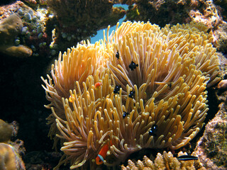 Naklejka na ściany i meble Magnificent sea anemone - Heteractis Magnifica - Ritteri Anemone with a Blackfoot Anemonefish - Amphiprion Nigripes on coral reef of Maldives