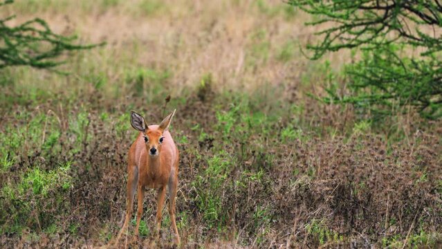 Female Steenbok Scraping The Ground While Looking At Camera, Behavior During And After Defecating And Urinating. - wide
