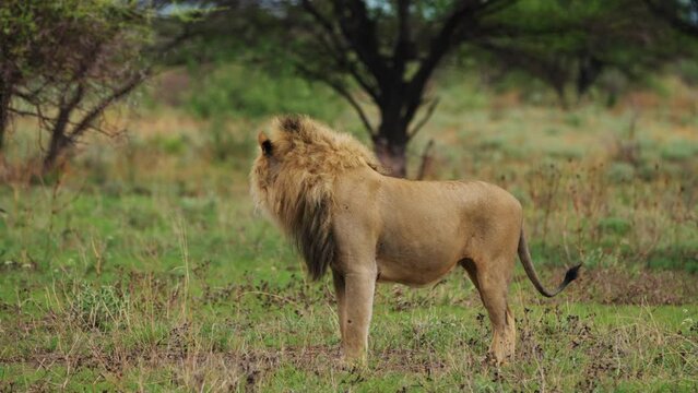 Side View Of Male Lion Standing In The Grassland Of Central Kalahari Game Reserve. - static