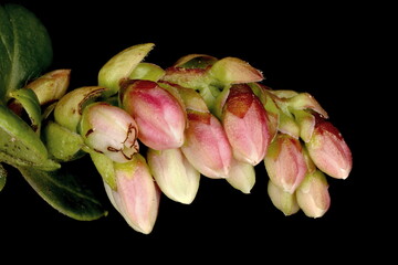 Cowberry (Vaccinium vitis-idaea). Immature Inflorescence Closeup