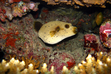 Blackspotted Puffer - Arothron Nigropunctatus