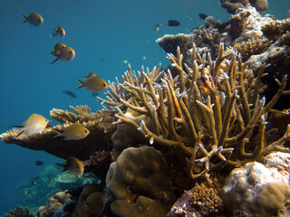 Fototapeta na wymiar Coral reef of Maldives scenic seascape underwater - Acropora Nasuta
