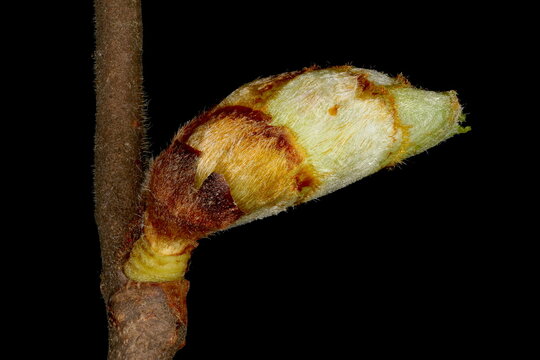 Wych Elm (Ulmus glabra). Opening Lateral Leaf Bud Closeup