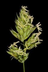 Obraz premium Cock’s-Foot (Dactylis glomerata). Inflorescence Detail Closeup