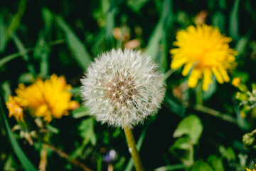 Closed Bud of dandelion (Taraxacum officinale) in green lawn, sunny spring day, macro shot